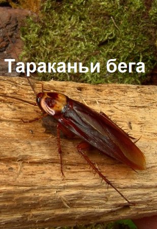 Постер к Вит Литвин. Цикл книг - Тараканьи бега